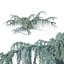 Cedrus atlantica pendula 2