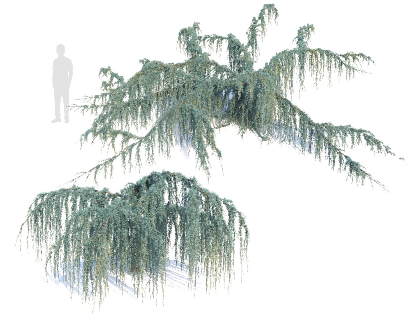 3D Cedrus atlantica pendula 2 model https://p.turbosquid.com/ts-thumb/ac/J5t07X/Ua/preview1cgt/jpg/1771656543/1920x1080/fit_q87/9bda0ff31a1f5c21fd683af8a774ff6ca1da399d/preview1cgt.jpg