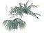 Cedrus atlantica pendula 2