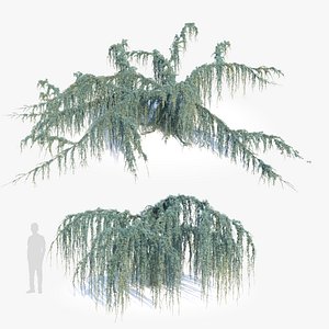 3D Cedrus atlantica pendula 2 model