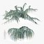 Cedrus atlantica pendula 2