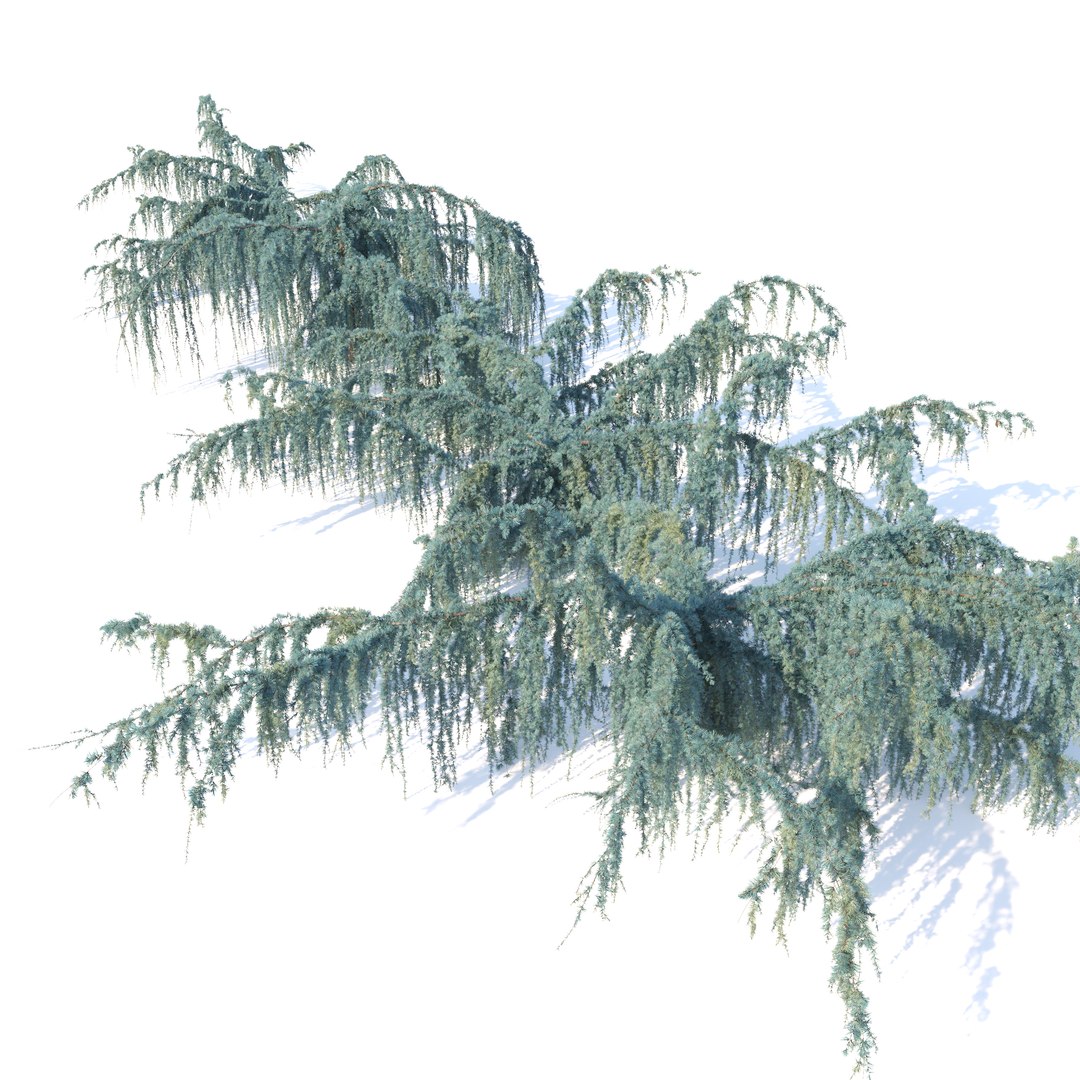 3D Cedrus atlantica pendula 2 model https://p.turbosquid.com/ts-thumb/ac/J5t07X/hk/preview3fgtr/jpg/1771656544/1920x1080/fit_q87/f25bb4a500e497aab141c8feac1cb8ee5f4b673b/preview3fgtr.jpg