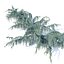 Cedrus atlantica pendula 2