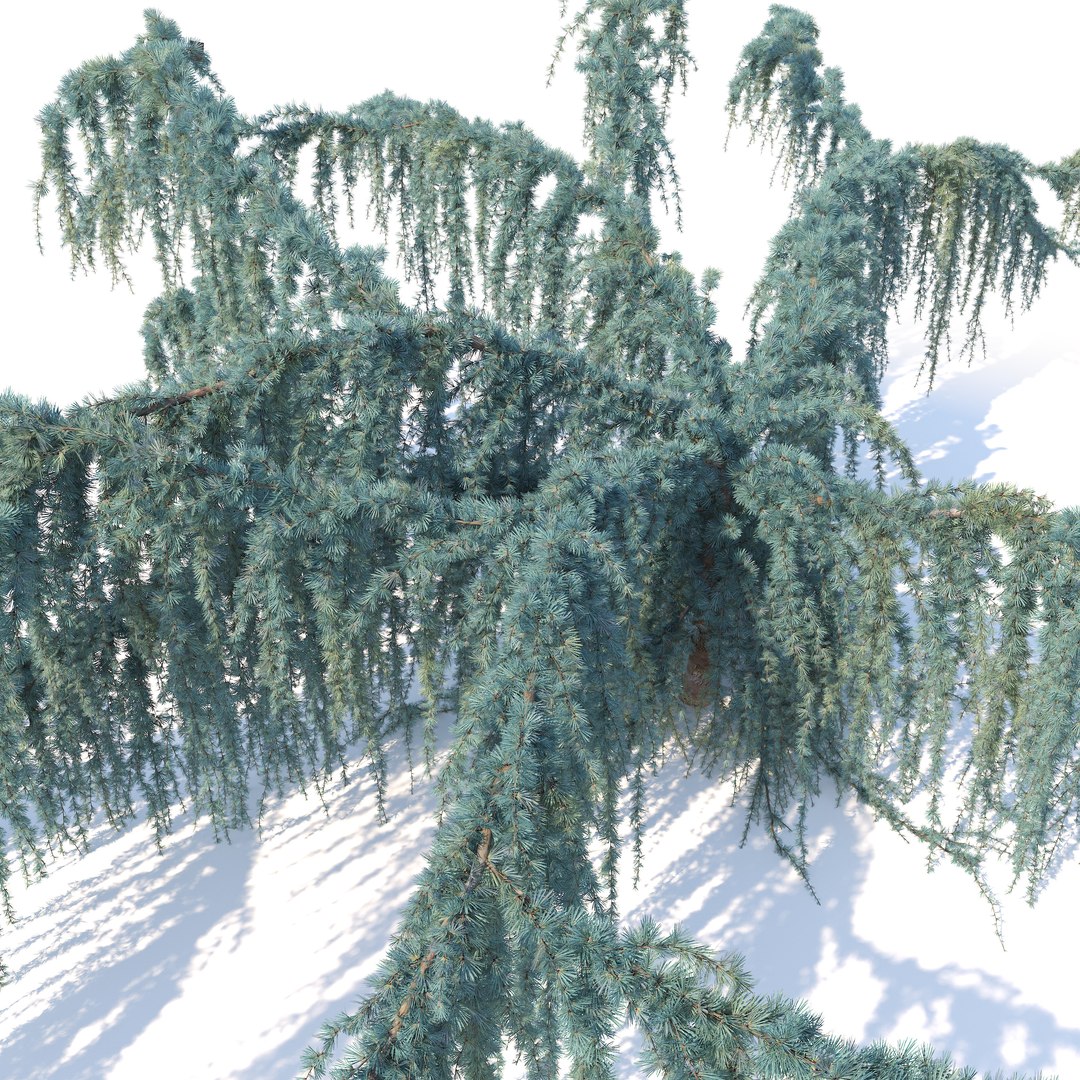 3D Cedrus atlantica pendula 2 model https://p.turbosquid.com/ts-thumb/ac/J5t07X/hp/preview5fgtr/jpg/1771656548/1920x1080/fit_q87/103833a32ad9bf58b6a8bc04de986e3a5c1fa1cc/preview5fgtr.jpg
