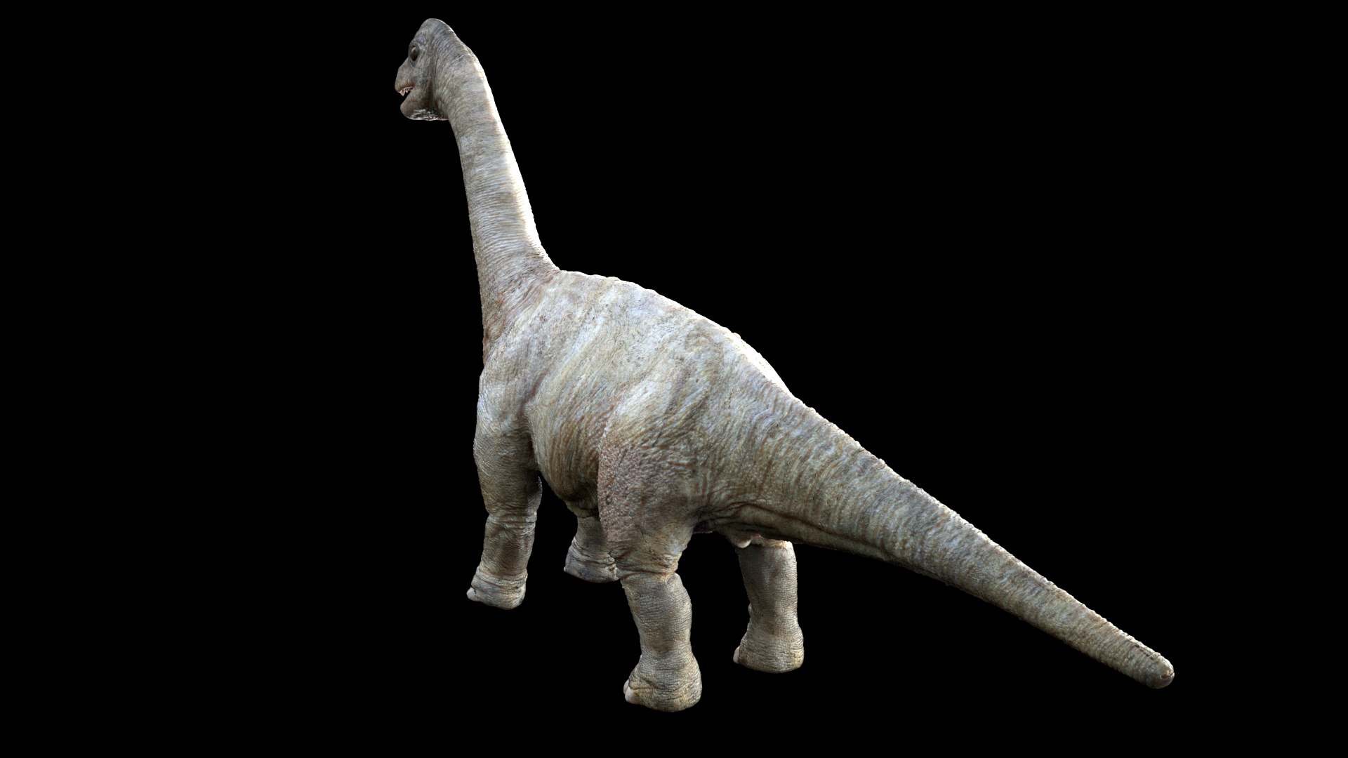 3D brachiosaurusBaby 3D model https://p.turbosquid.com/ts-thumb/ac/Xm1Uh3/3Y/08/jpg/1761041395/1920x1080/fit_q87/512a53ff1549dac4803357ab052722438dabae26/08.jpg