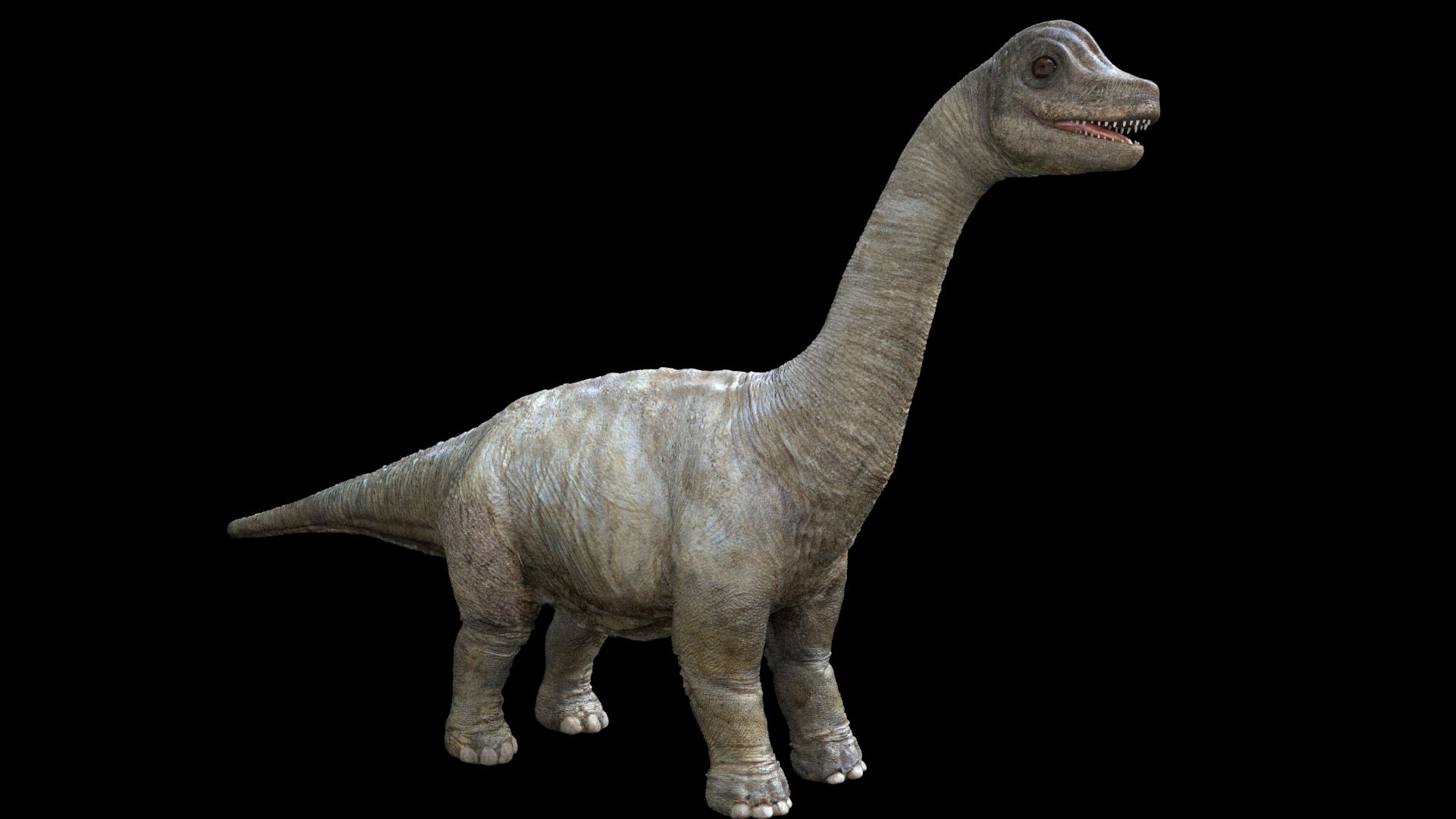 3D brachiosaurusBaby 3D model https://p.turbosquid.com/ts-thumb/ac/Xm1Uh3/NE/14/jpg/1761041400/1920x1080/fit_q87/bd71786385a3e62c2b5088b29cf1c4e707755f16/14.jpg