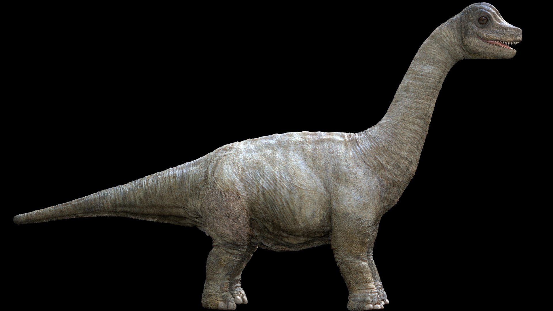 3D brachiosaurusBaby 3D model https://p.turbosquid.com/ts-thumb/ac/Xm1Uh3/p2/13/jpg/1761041400/1920x1080/fit_q87/ac97a2b54cc01379d27fe2f796d5e185a0cfd879/13.jpg