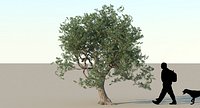 Olive Tree Type 02