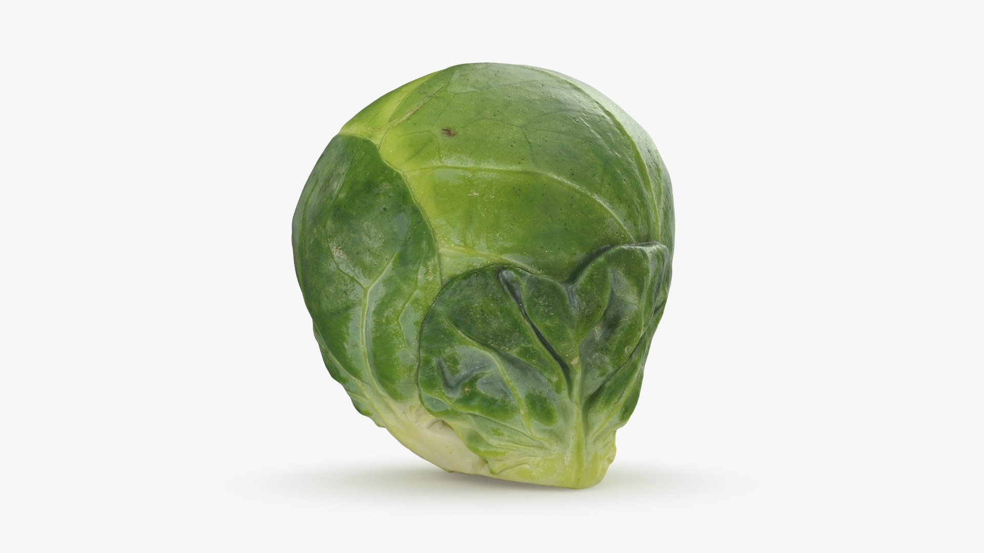 3D Brussels Sprout 05 model https://p.turbosquid.com/ts-thumb/ac/pLvPBb/1G/brusselssprout05_b0006/jpg/1734597893/1920x1080/fit_q87/16014d67b8a7982b720c372943d5e15bbfe41b08/brusselssprout05_b0006.jpg