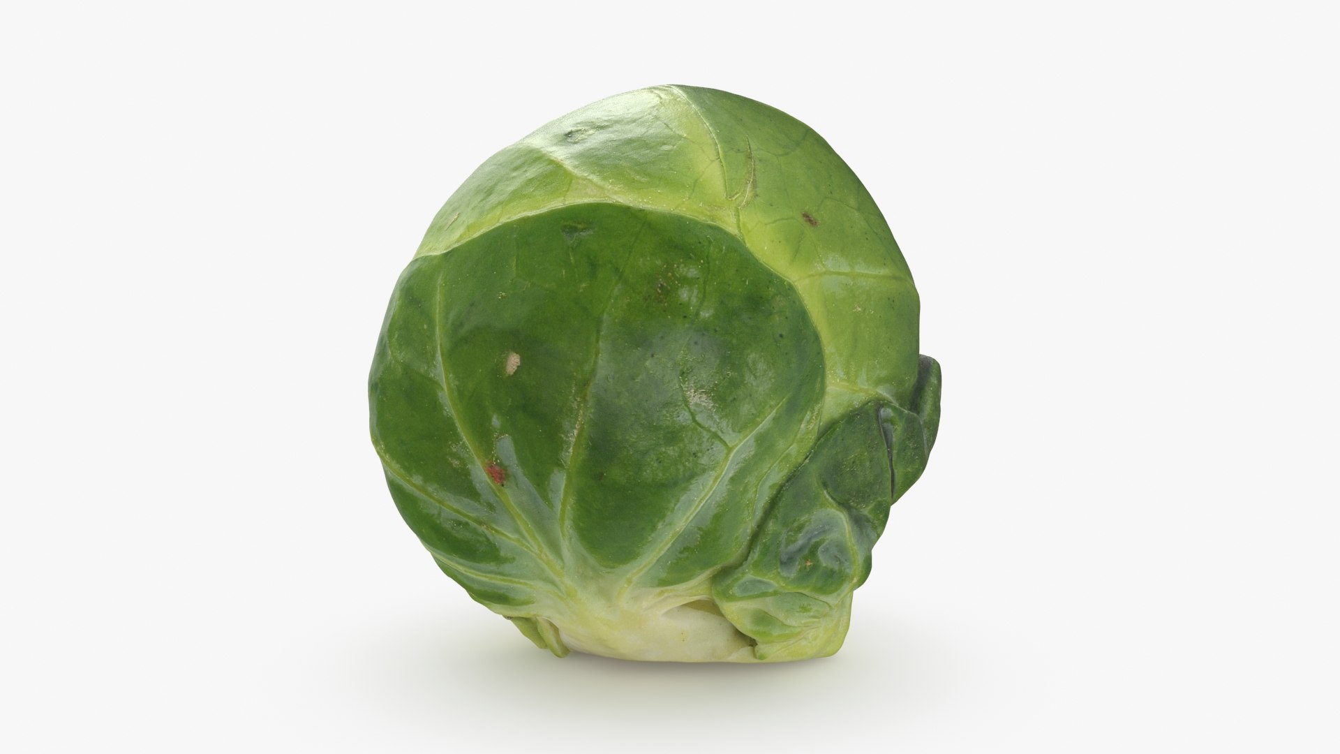 3D Brussels Sprout 05 model https://p.turbosquid.com/ts-thumb/ac/pLvPBb/3Y/brusselssprout05_b0012/jpg/1734597895/1920x1080/fit_q87/78e0b4f9e1a5d665802fc7fc093e2a3ce7679557/brusselssprout05_b0012.jpg
