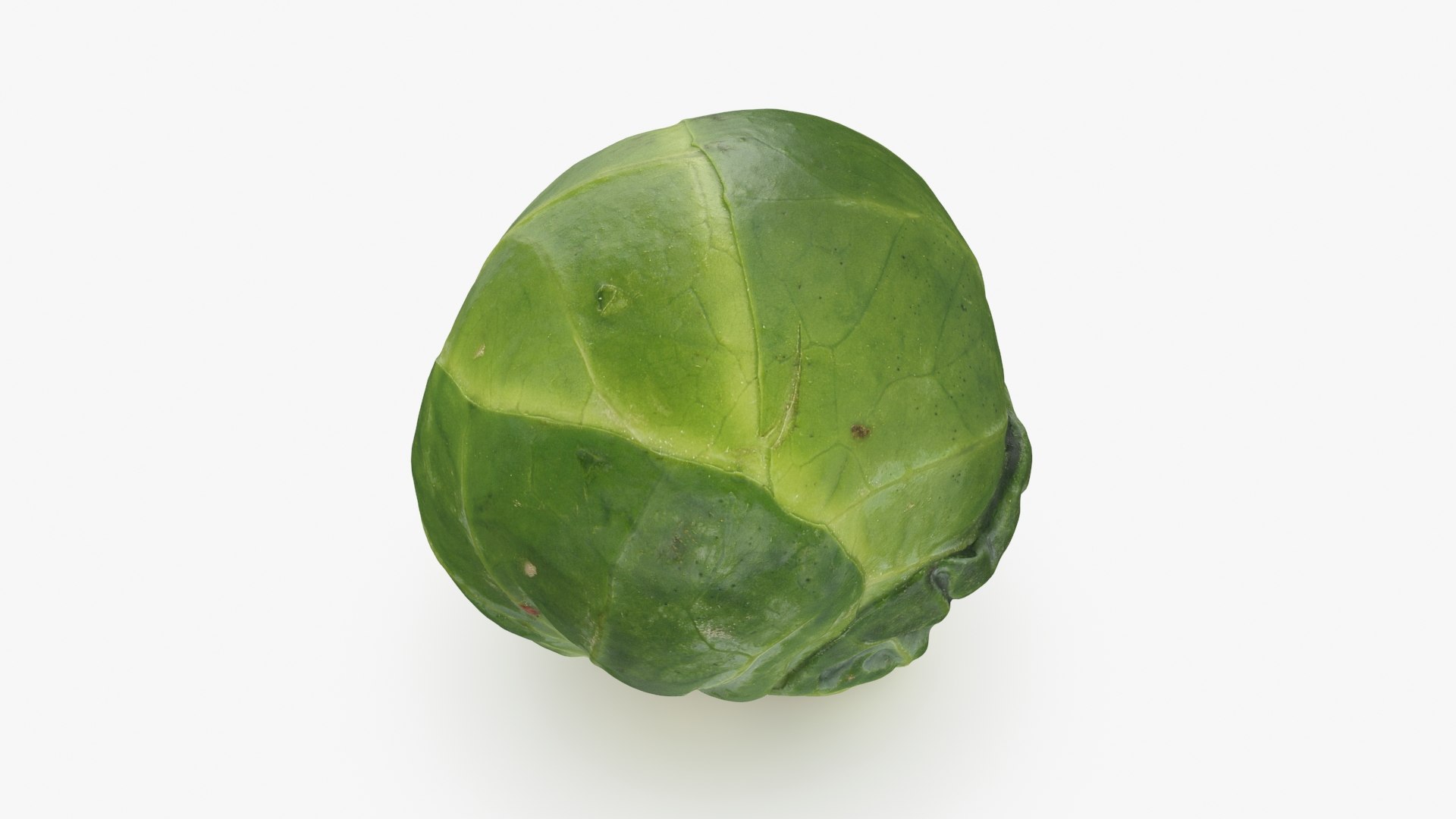 3D Brussels Sprout 05 model https://p.turbosquid.com/ts-thumb/ac/pLvPBb/3q/brusselssprout05_b0002/jpg/1734597892/1920x1080/fit_q87/aa1f046edccf57883cfbbd2693c3e03e00f25e19/brusselssprout05_b0002.jpg