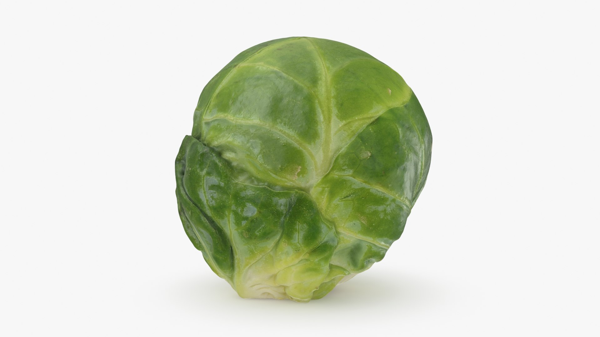 3D Brussels Sprout 05 model https://p.turbosquid.com/ts-thumb/ac/pLvPBb/IV/brusselssprout05_b0010/jpg/1734597895/1920x1080/fit_q87/ed0046ff437b355f21ed9b6354e65e4f9f664732/brusselssprout05_b0010.jpg