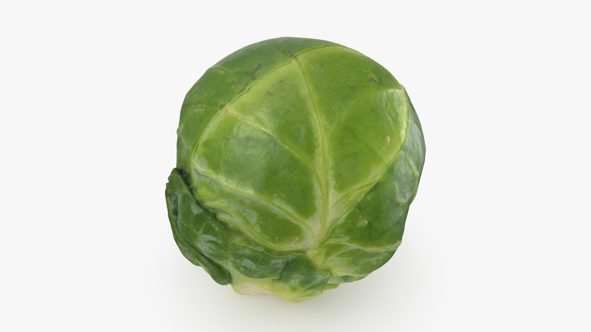 3D Brussels Sprout 05 model https://p.turbosquid.com/ts-thumb/ac/pLvPBb/LP/brusselssprout05_b0016/jpg/1734597896/1920x1080/fit_q87/fbfb3779a9716ac99b4c35c896deb51510f89e23/brusselssprout05_b0016.jpg