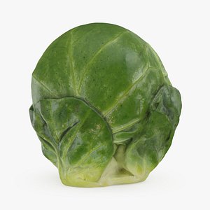 Brussels Sprout 05
