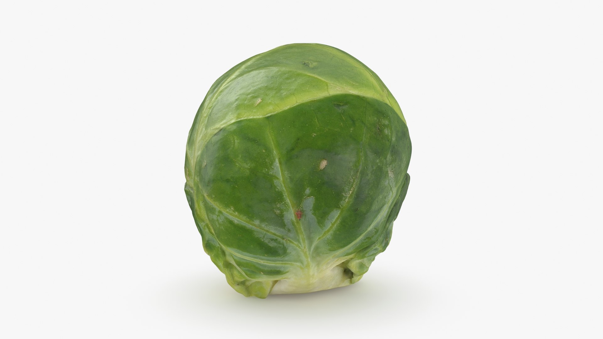 3D Brussels Sprout 05 model https://p.turbosquid.com/ts-thumb/ac/pLvPBb/aE/brusselssprout05_b0004/jpg/1734597892/1920x1080/fit_q87/9a6ec374c2c4829c126c6186a53b9eb9cf15bf4e/brusselssprout05_b0004.jpg