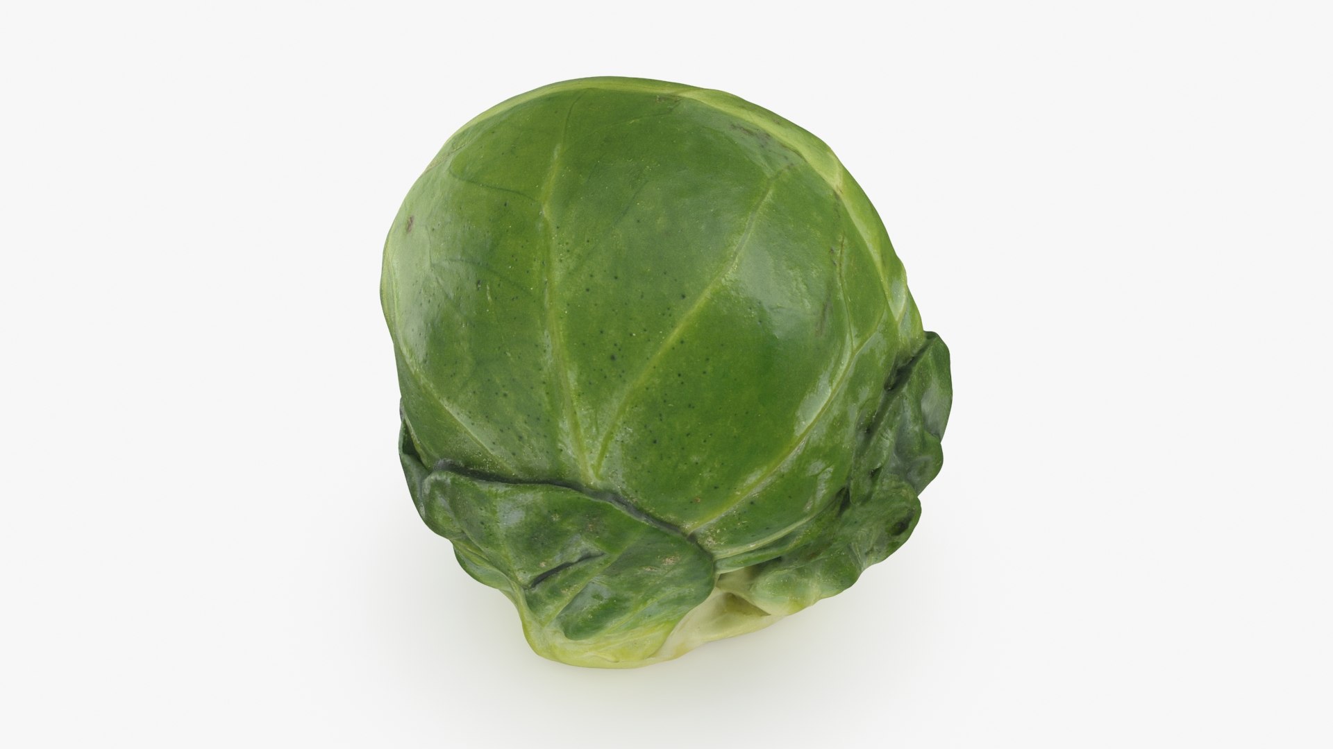 3D Brussels Sprout 05 model https://p.turbosquid.com/ts-thumb/ac/pLvPBb/bH/brusselssprout05_b0008/jpg/1734597894/1920x1080/fit_q87/88c6641e64b70a7392b90c82931a7a2f01ae573e/brusselssprout05_b0008.jpg