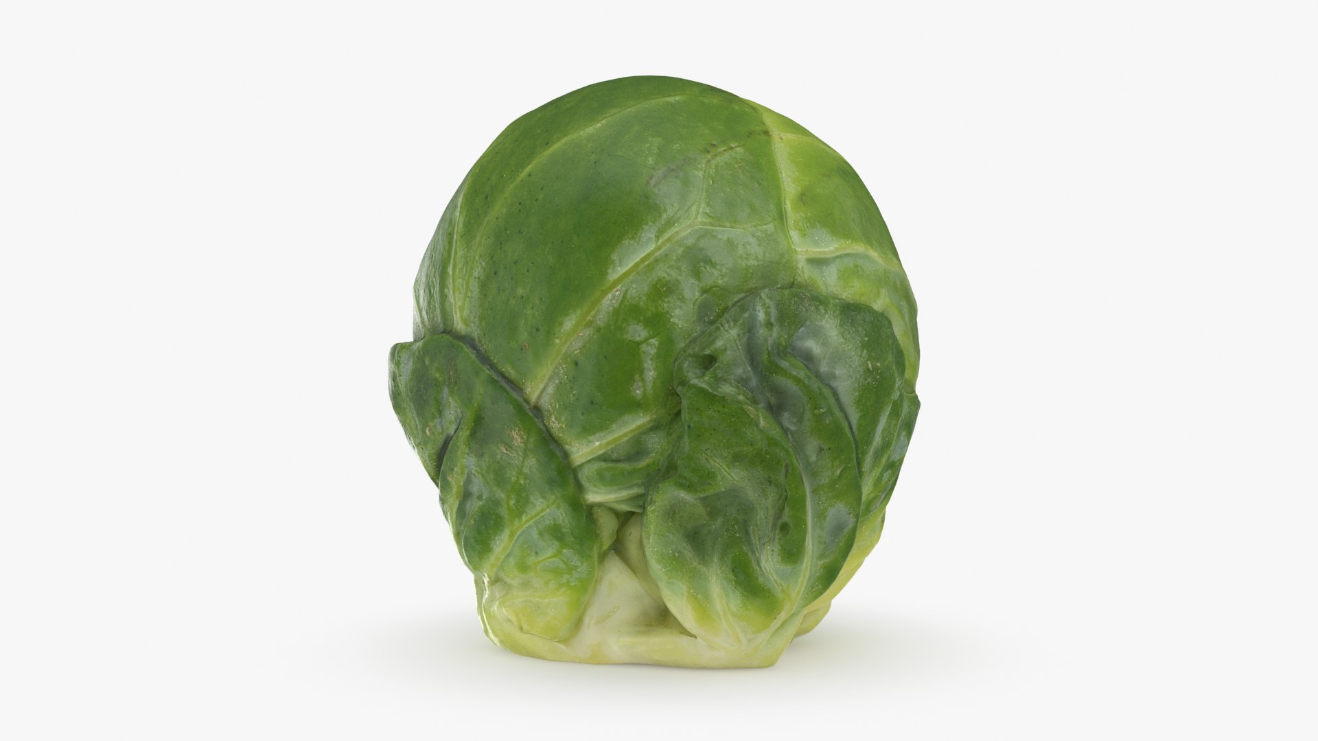 3D Brussels Sprout 05 model https://p.turbosquid.com/ts-thumb/ac/pLvPBb/cK/brusselssprout05_b0014/jpg/1734597895/1920x1080/fit_q87/b739e5216f5ff39edbe0af56f6e77c59fde535c0/brusselssprout05_b0014.jpg