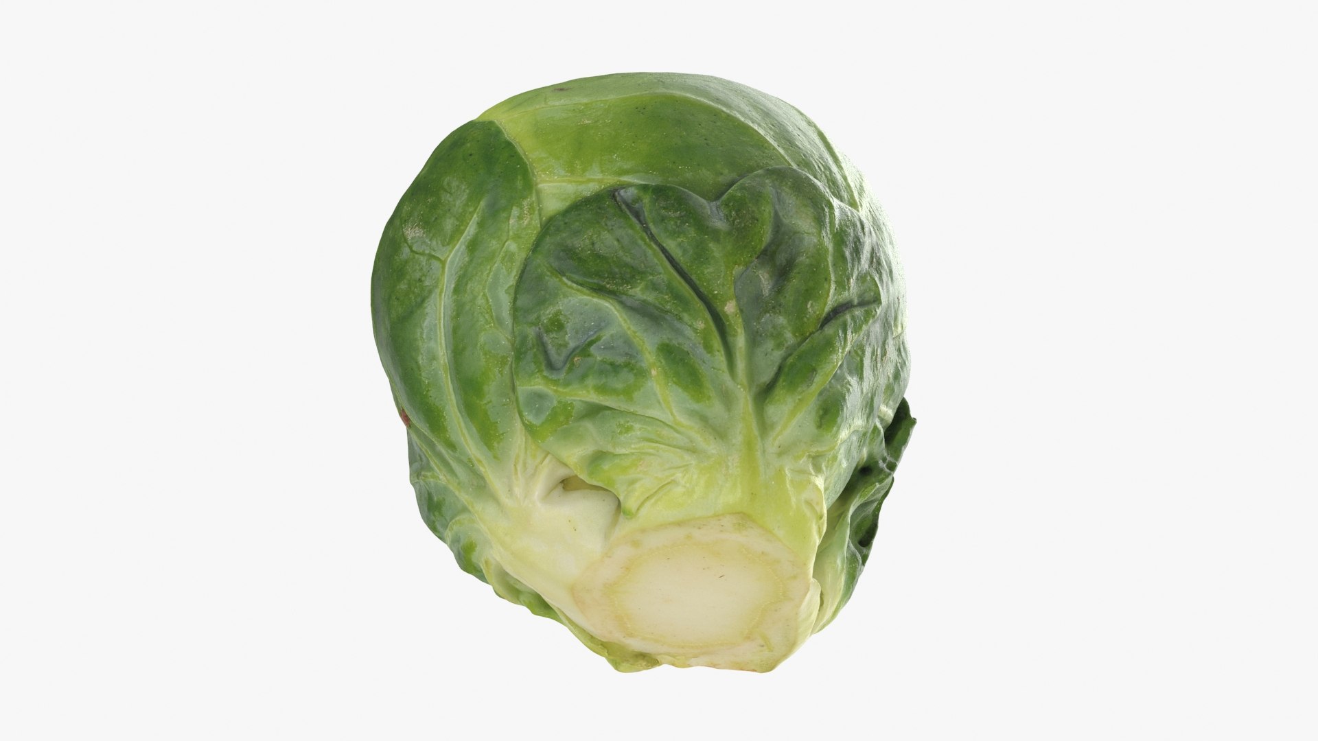 3D Brussels Sprout 05 model https://p.turbosquid.com/ts-thumb/ac/pLvPBb/gq/brusselssprout05_b0020/jpg/1734597898/1920x1080/fit_q87/6ff863dda6e0a8b9db576d22b54df1541933ce34/brusselssprout05_b0020.jpg