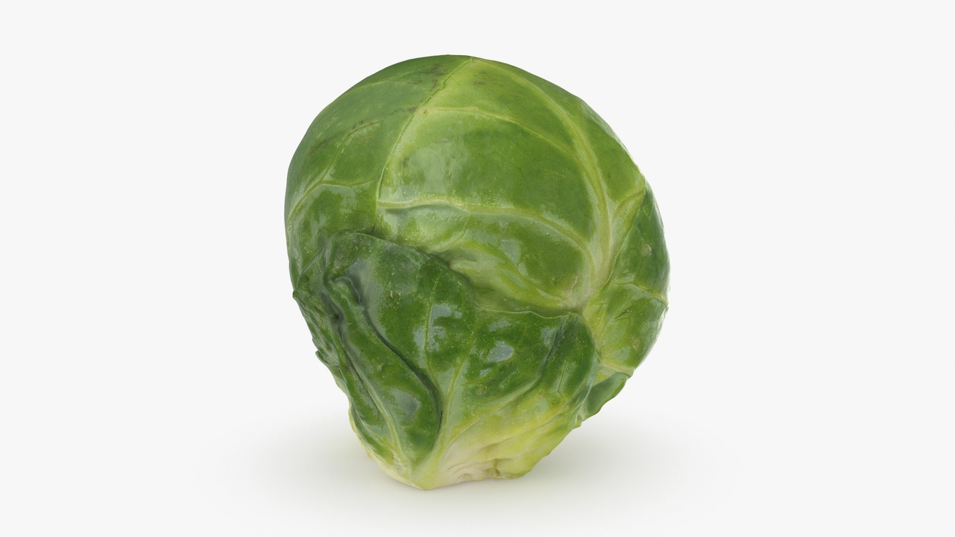 3D Brussels Sprout 05 model https://p.turbosquid.com/ts-thumb/ac/pLvPBb/jm/brusselssprout05_b0018/jpg/1734597897/1920x1080/fit_q87/7956f6c49928b967e8fd0087f6bf1d1b0640f189/brusselssprout05_b0018.jpg