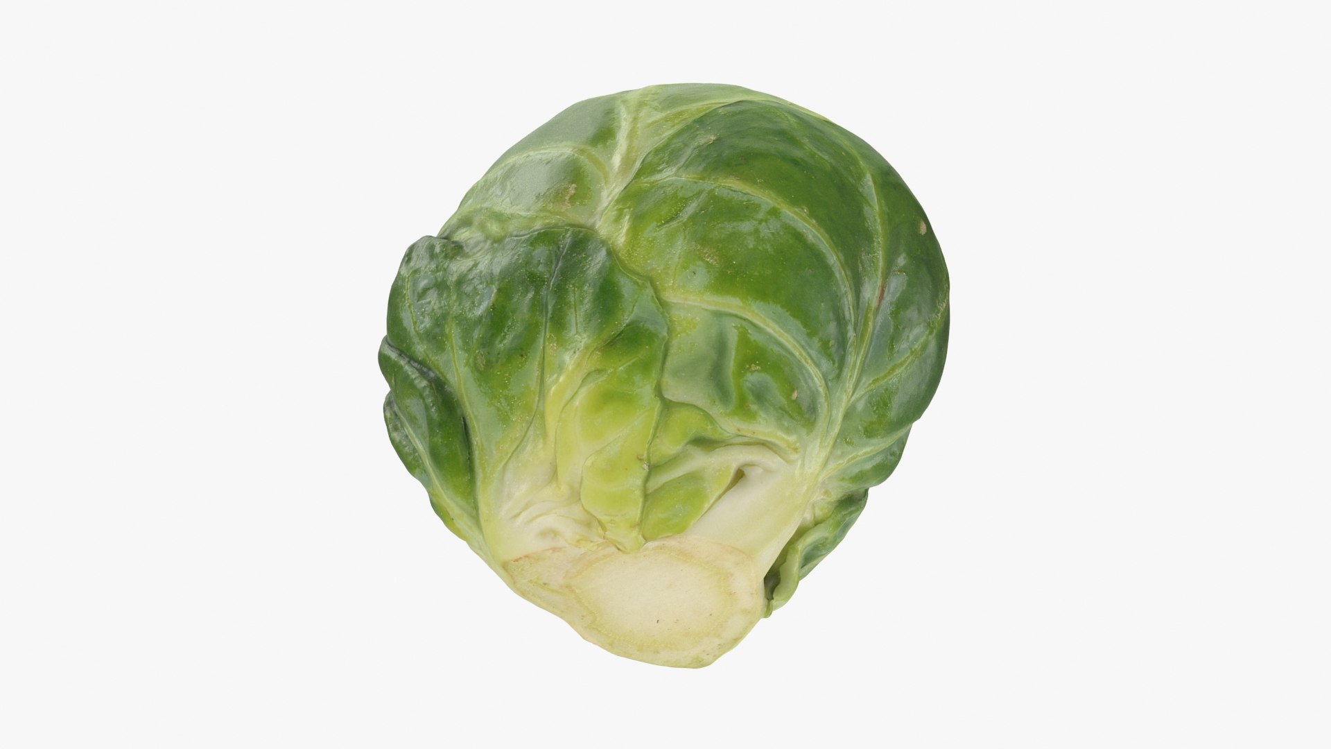 3D Brussels Sprout 05 model https://p.turbosquid.com/ts-thumb/ac/pLvPBb/m1/brusselssprout05_b0022/jpg/1734597899/1920x1080/fit_q87/1676338ada7af5583e50b1ba59eff8c8a447a58f/brusselssprout05_b0022.jpg