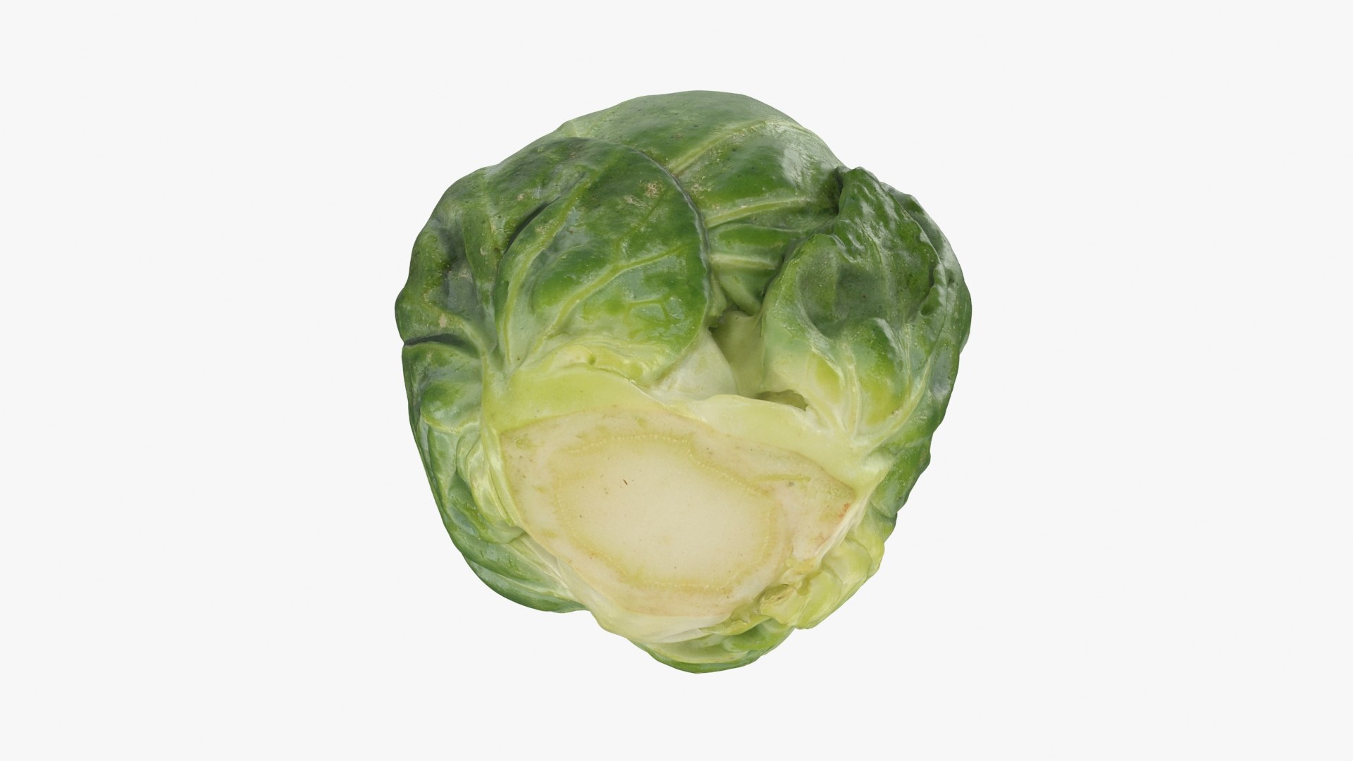 3D Brussels Sprout 05 model https://p.turbosquid.com/ts-thumb/ac/pLvPBb/qJ/brusselssprout05_b0024/jpg/1734597899/1920x1080/fit_q87/53a6a29e9a10300e903acceb8782511f490baa19/brusselssprout05_b0024.jpg