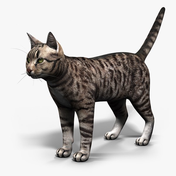 Cat 3d model. Катс 3д. Кошка 3д. Кошка модель. Кошка 3д модель.