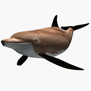 3d model bottlenose dolphine