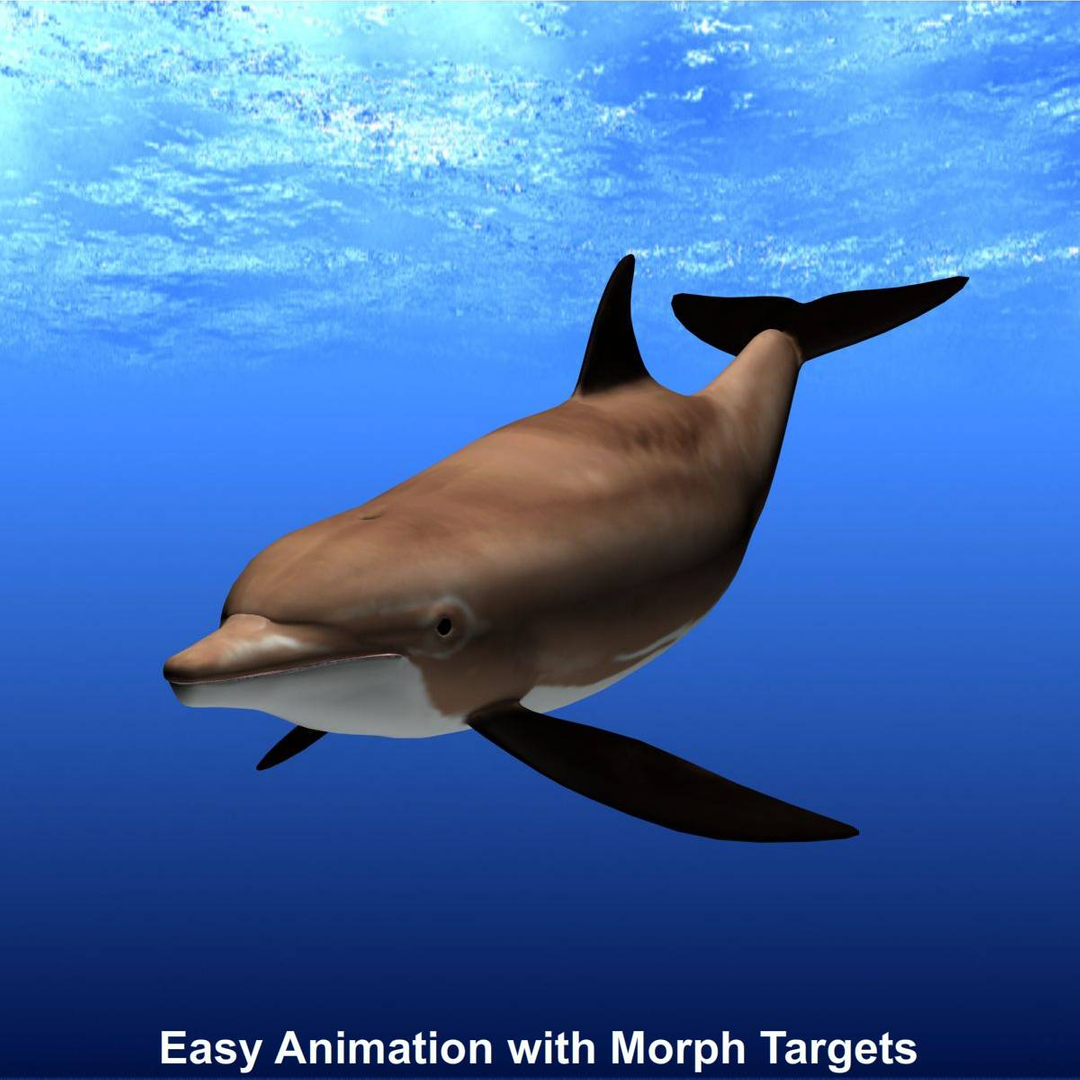 3d Model Bottlenose Dolphine