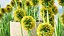 Billy Buttons 3D Flower Asset