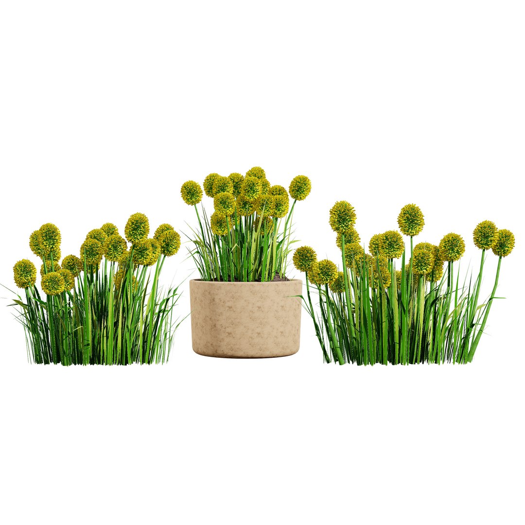Billy Buttons 3D Flower Asset 3D model https://p.turbosquid.com/ts-thumb/ac/xghUKs/OF/covercraspedia2/jpg/1742668118/1920x1080/fit_q87/7db3d2d55f5dd140b7a3022cabbb470f3a8e8a03/covercraspedia2.jpg