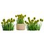 Billy Buttons 3D Flower Asset