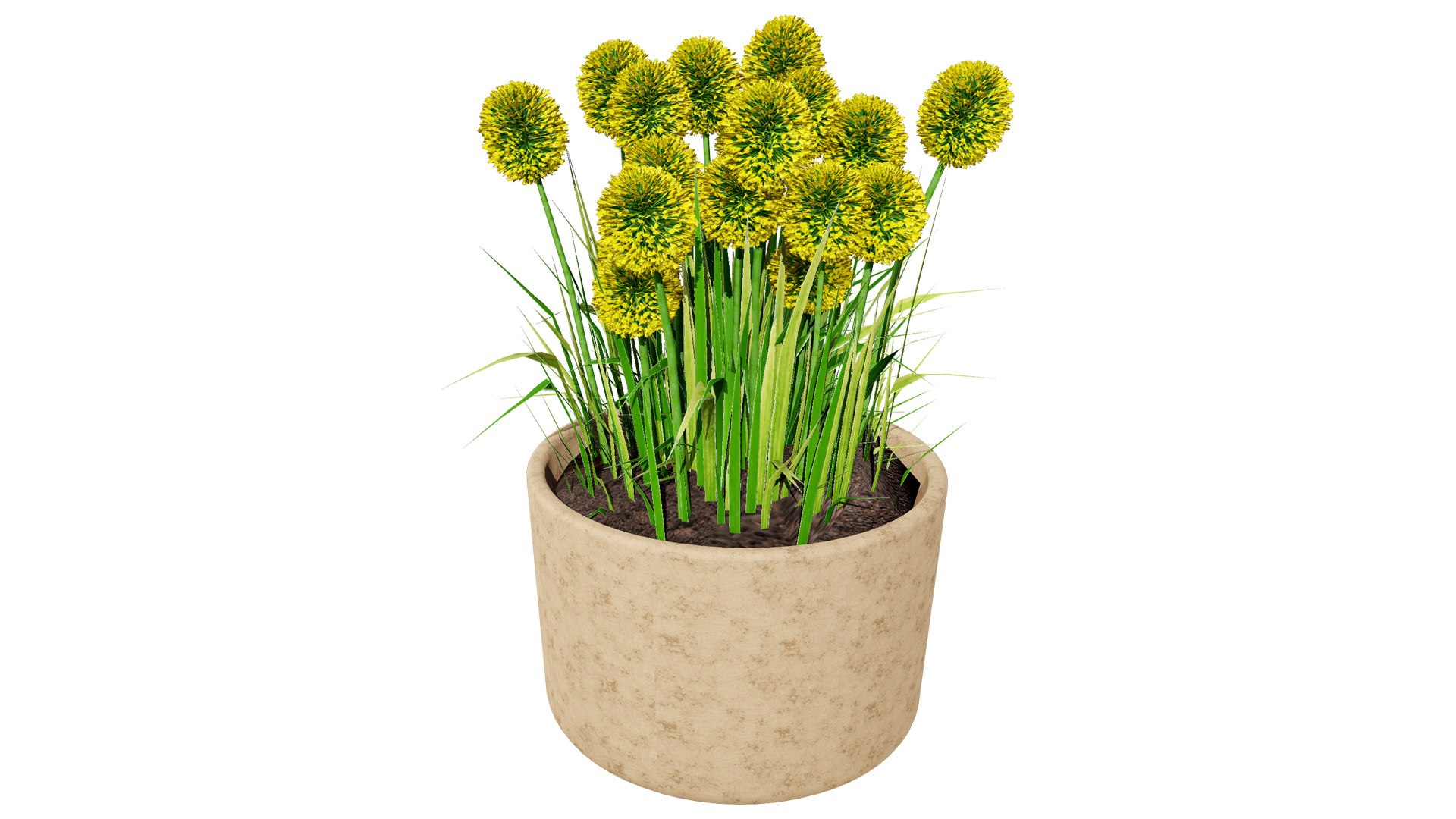 Billy Buttons 3D Flower Asset 3D model https://p.turbosquid.com/ts-thumb/ac/xghUKs/Oo/craspedia1l/jpg/1742668131/1920x1080/fit_q87/9e503401e1a71f6ca908cc2001a166af3a14512a/craspedia1l.jpg