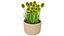 Billy Buttons 3D Flower Asset