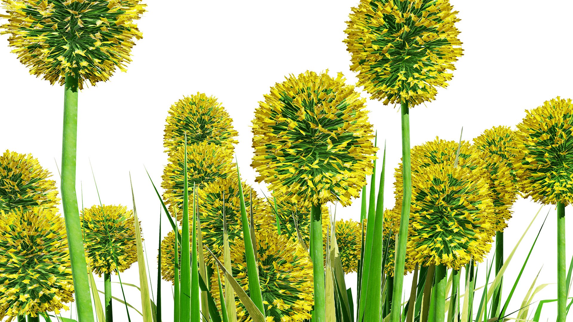 Billy Buttons 3D Flower Asset 3D model https://p.turbosquid.com/ts-thumb/ac/xghUKs/Zo/craspedia303l/jpg/1742668160/1920x1080/fit_q87/63c0d764433bf1ce2b104d048048f7714b2d623e/craspedia303l.jpg