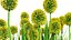 Billy Buttons 3D Flower Asset