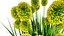 Billy Buttons 3D Flower Asset