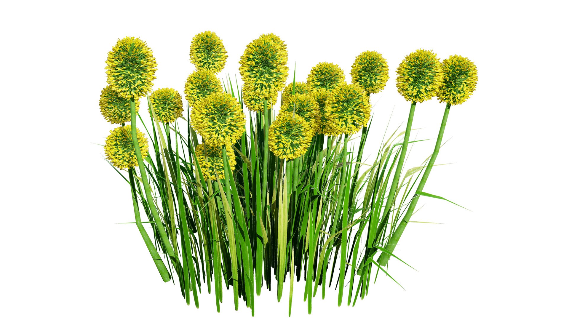 Billy Buttons 3D Flower Asset 3D model https://p.turbosquid.com/ts-thumb/ac/xghUKs/k7/craspedia3z5lk/jpg/1742668170/1920x1080/fit_q87/dcaa199941c0e036cda4ea535fc597c83c9f8367/craspedia3z5lk.jpg