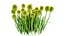 Billy Buttons 3D Flower Asset