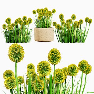 Billy Buttons 3D Flower Asset 3D model
