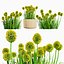 Billy Buttons 3D Flower Asset