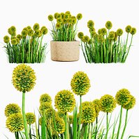 Billy Buttons 3D Flower Asset