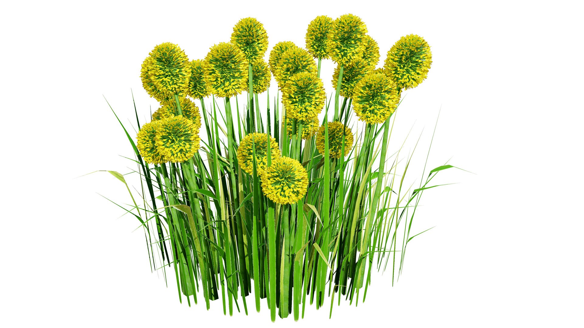 Billy Buttons 3D Flower Asset 3D model https://p.turbosquid.com/ts-thumb/ac/xghUKs/xI/craspedia2z3l/jpg/1742668146/1920x1080/fit_q87/0c0ad3b6ea68a1fa5ac5ecb9145e722a5eea90b7/craspedia2z3l.jpg