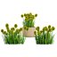 Billy Buttons 3D Flower Asset