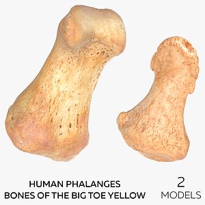 Human Phalanges Bones of the Big Toe Yellow - 2 models