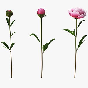 Pink Peonies