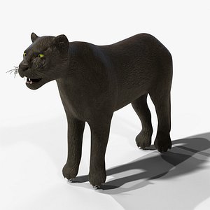 Black Panther - Melanistic Leopard - Rigged PBR