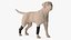 Canine Leg Support Brace Set on Mannequin Fur