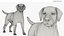 Canine Leg Support Brace Set on Mannequin Fur