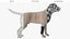 Canine Leg Support Brace Set on Mannequin Fur