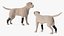 Canine Leg Support Brace Set on Mannequin Fur